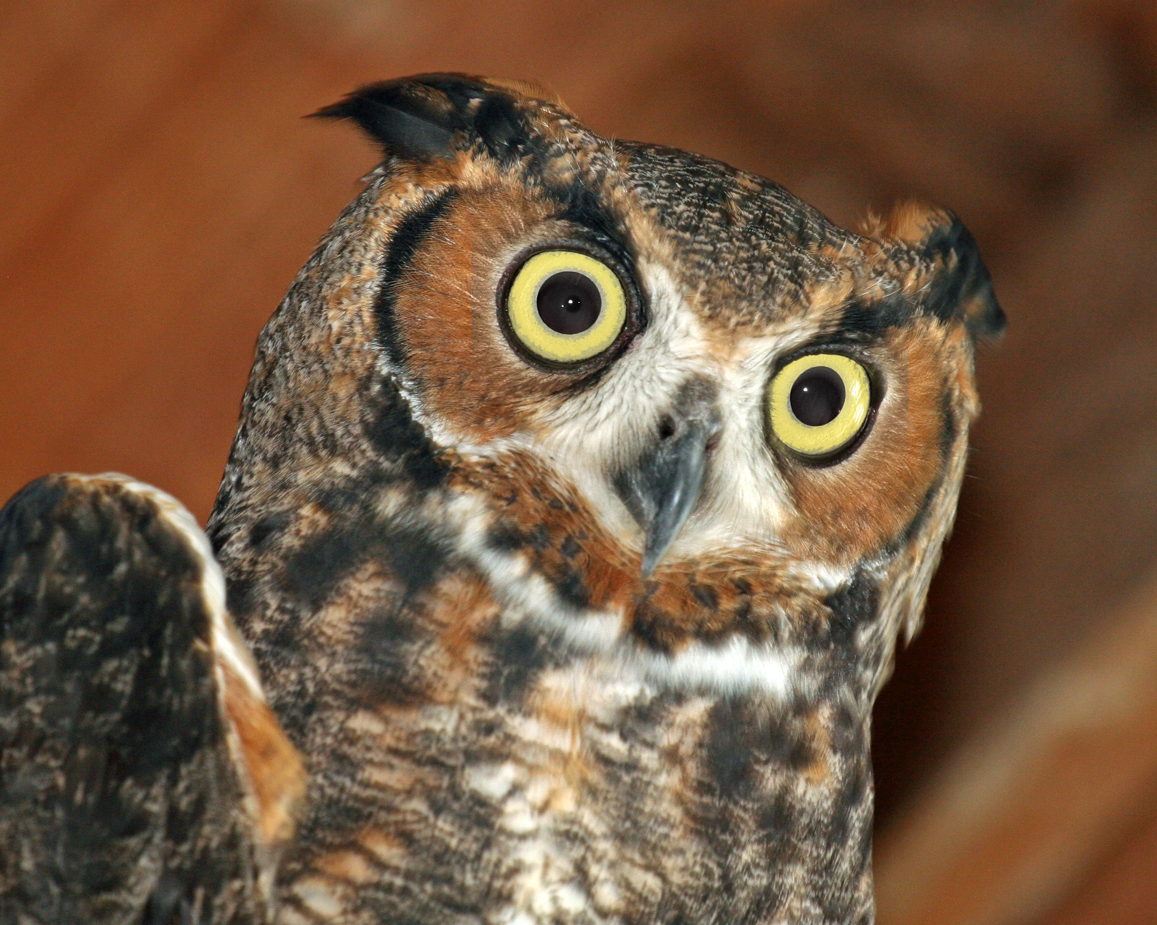 A Great Horned Owl